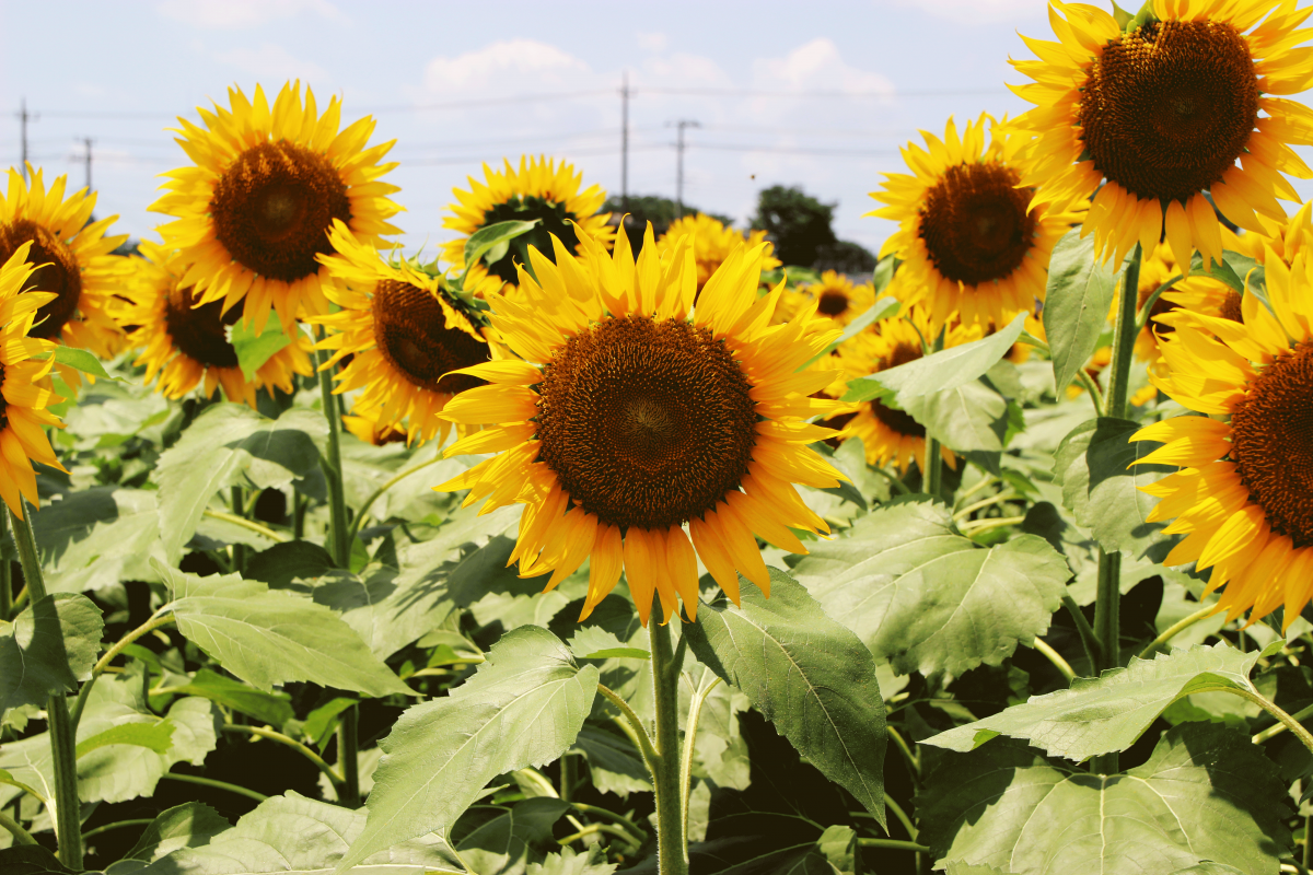 【埼玉県】2015年 夏のイベント情報　　ひまわり