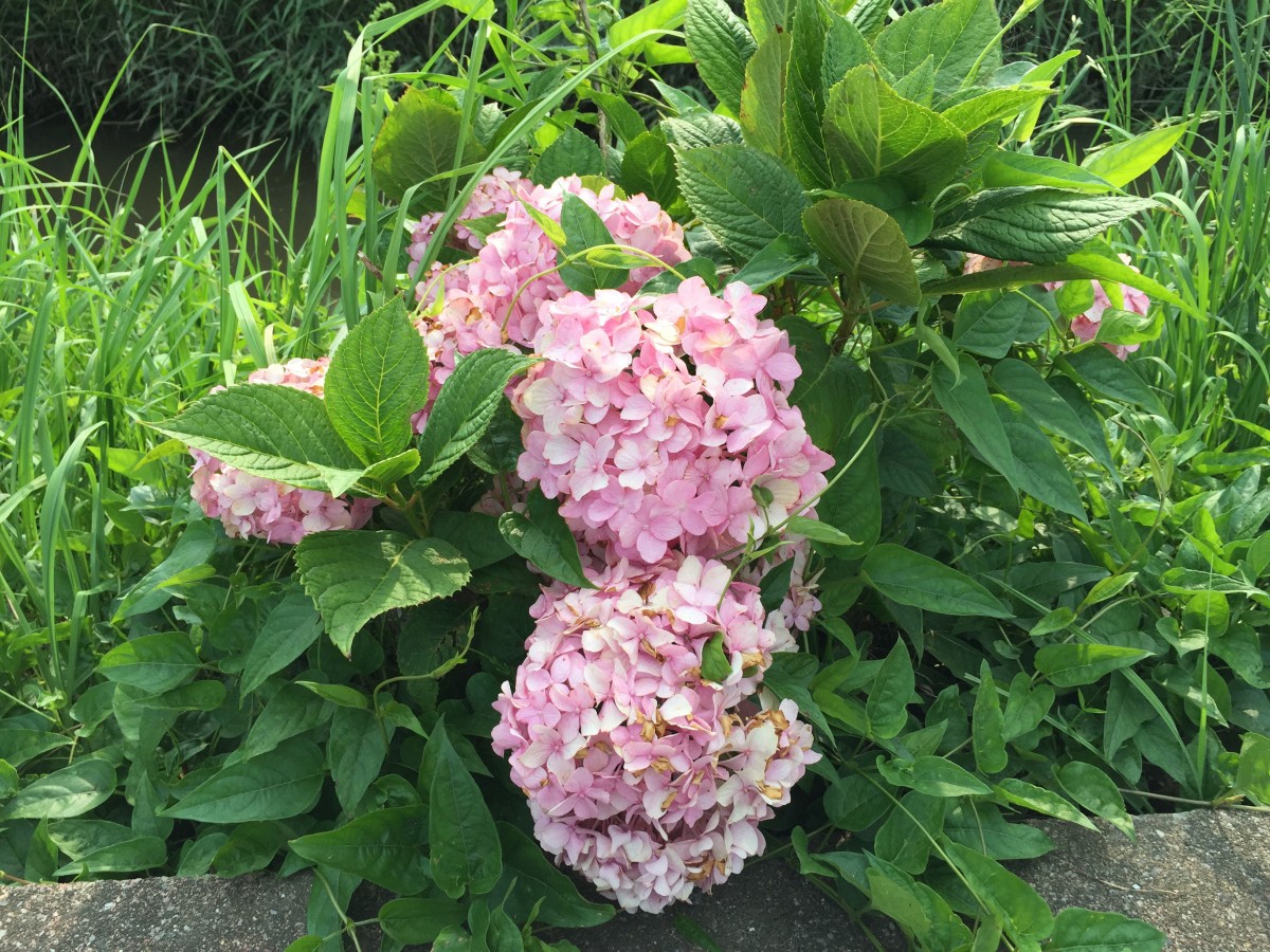 【埼玉県菖蒲】あやめ・ラベンダーのブルーフェスティバル　名称