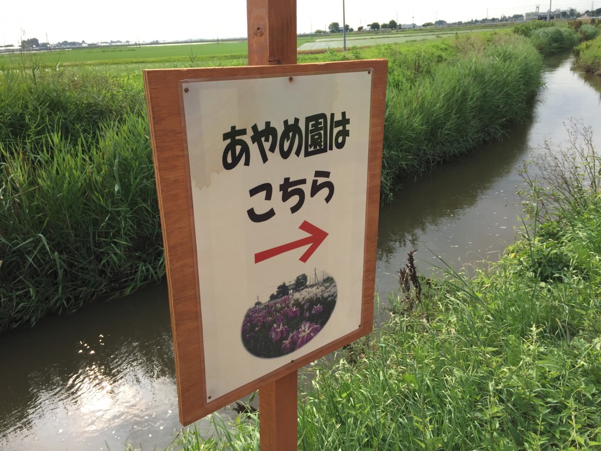 【埼玉県菖蒲】あやめ・ラベンダーのブルーフェスティバル　名称