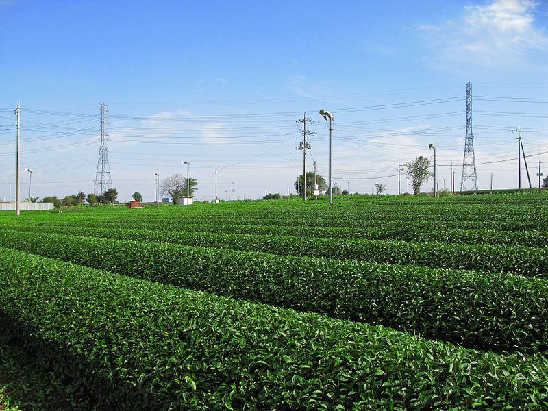 800px-Iruma_Sayama_Tea_Field_3