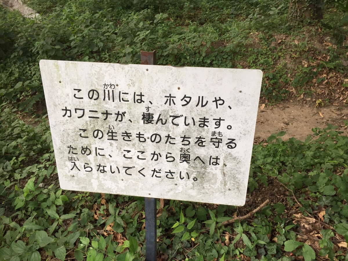 【桶川市】　富士見ホタル親水公園　ホタル鑑賞会　現在はやっている？