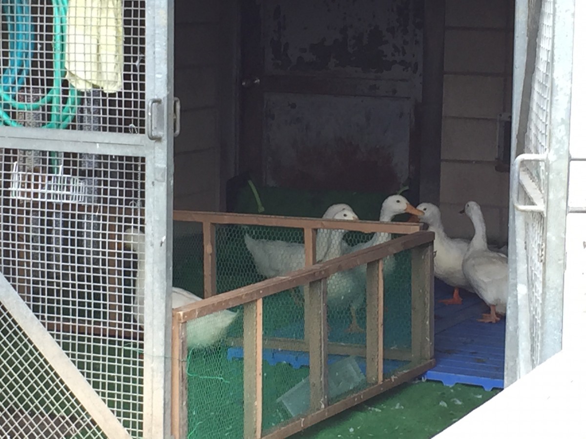 【北本市】子供公園
あひる