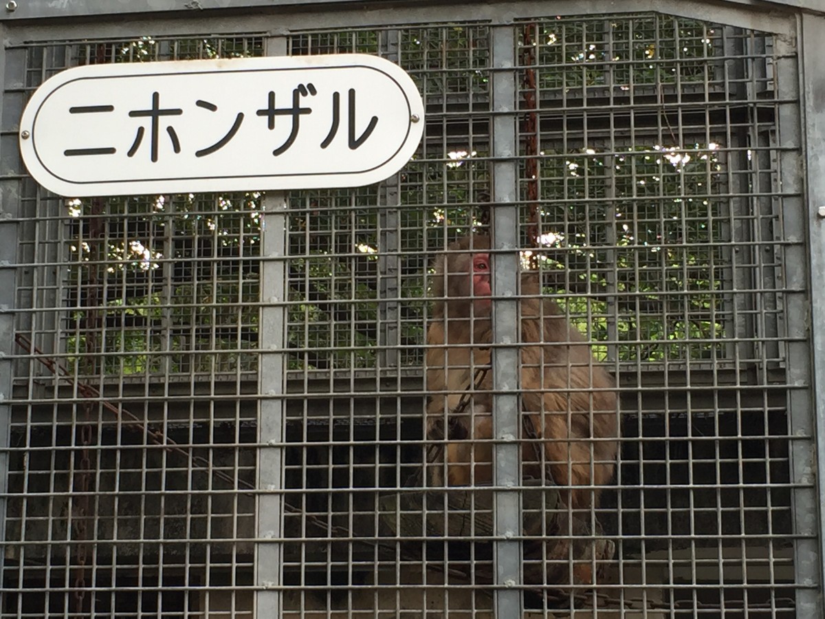 【北本市】子供公園は動物がいっぱい！！にほんサルもいます