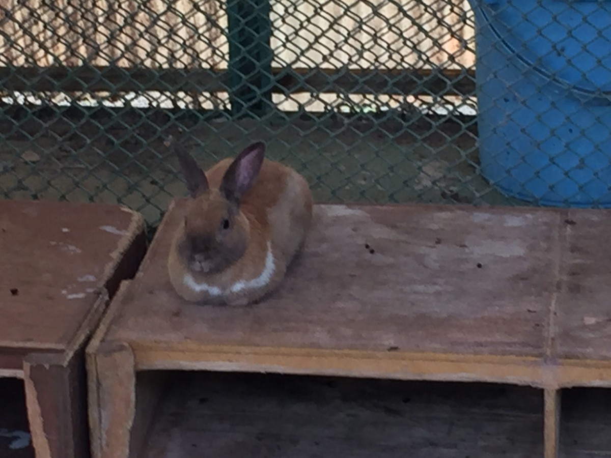 【北本市】子供公園うさぎ