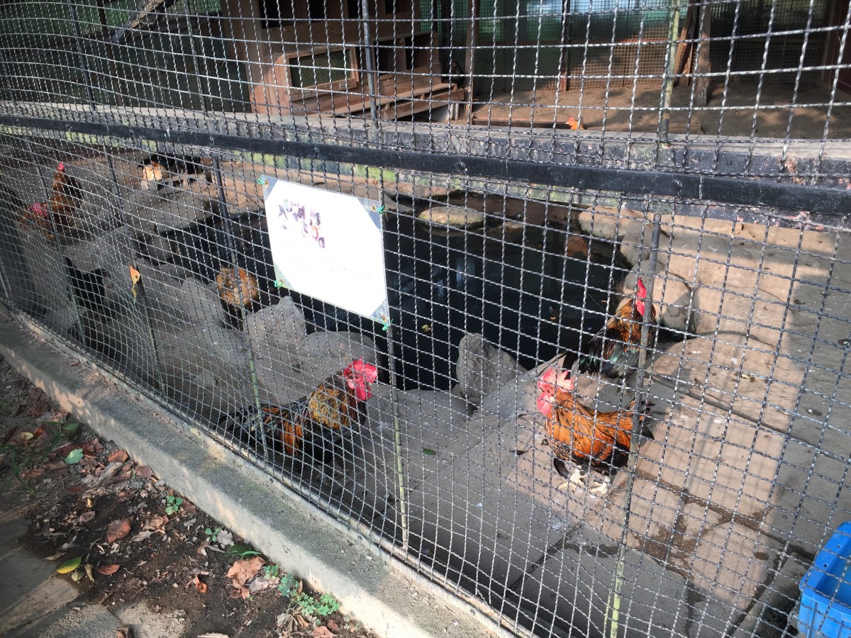 【北本市】子供公園　にわとり