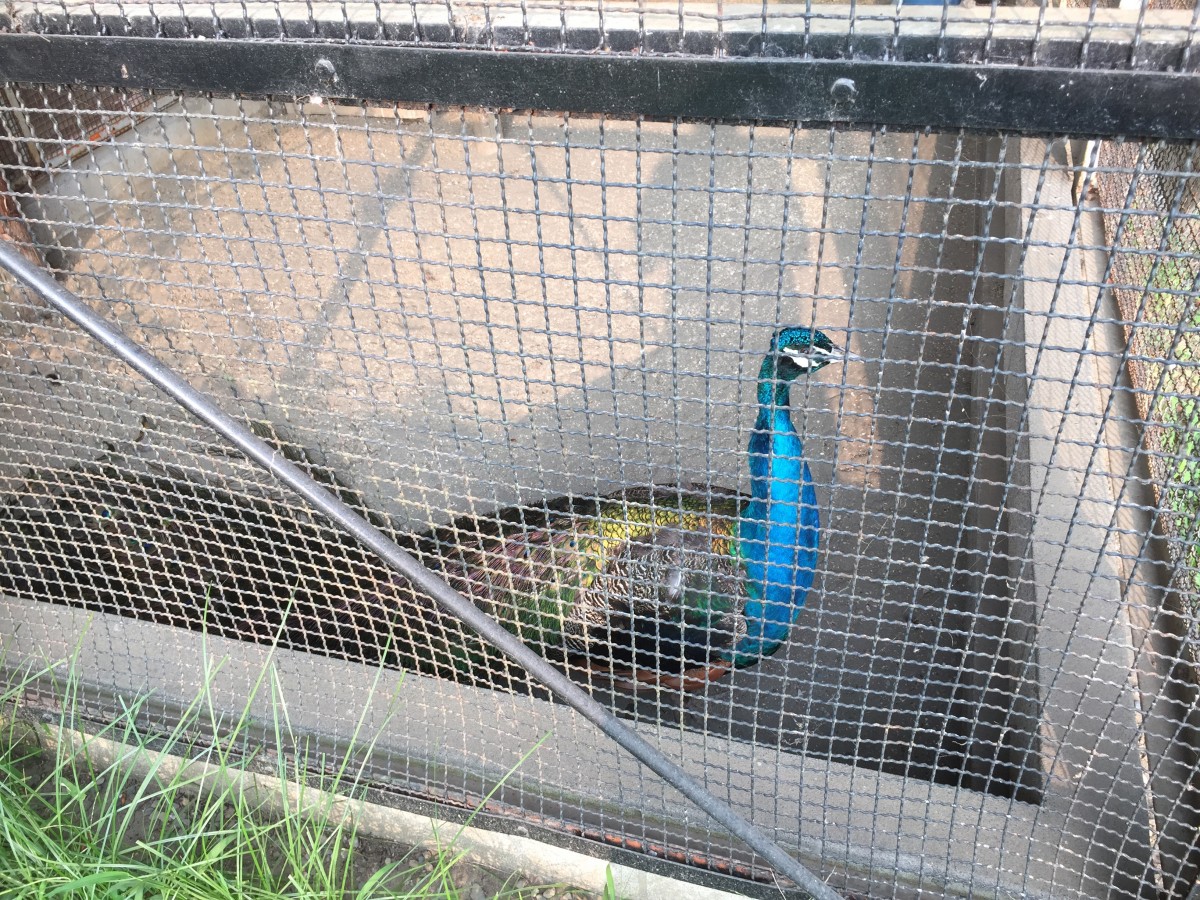 【北本市】子供公園　クジャク