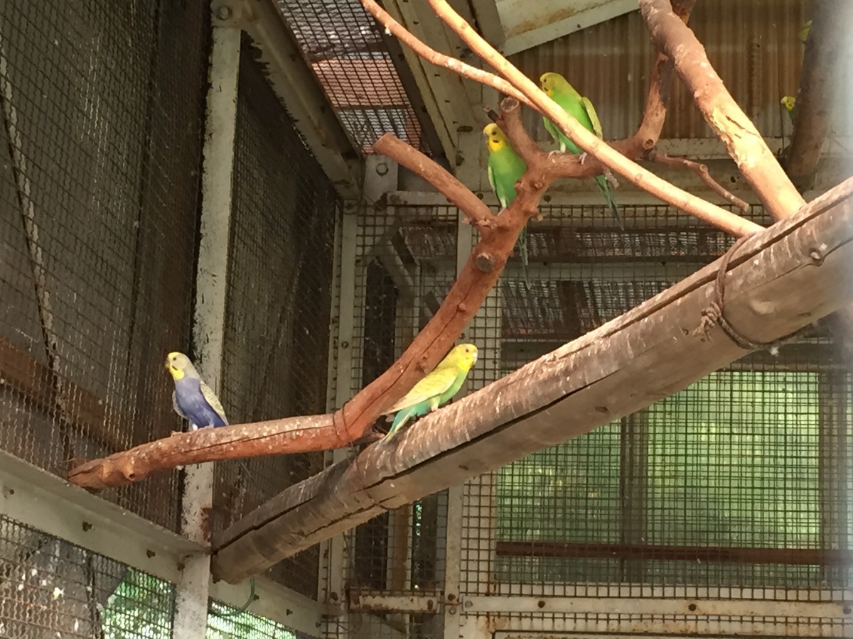 【北本市】子供公園　インコ