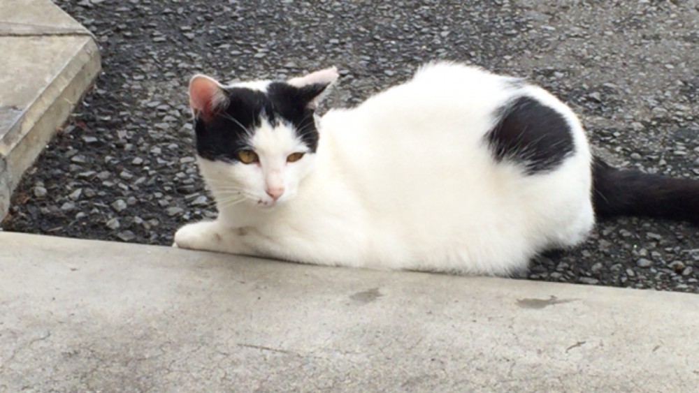 和の花　白い猫　かわいい