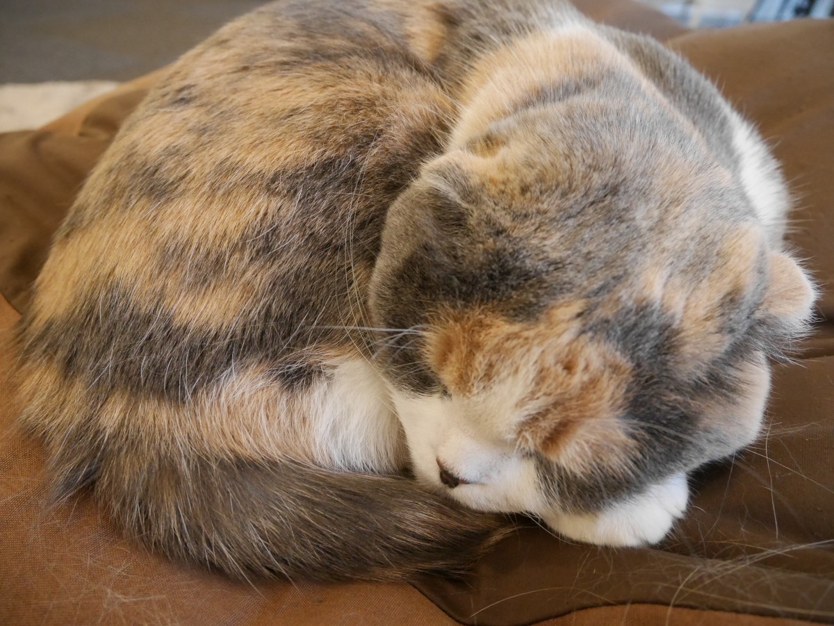 ネコカフェ「猫家 ねこや」で癒されてきた話【川越市 クレアモール商店街内】