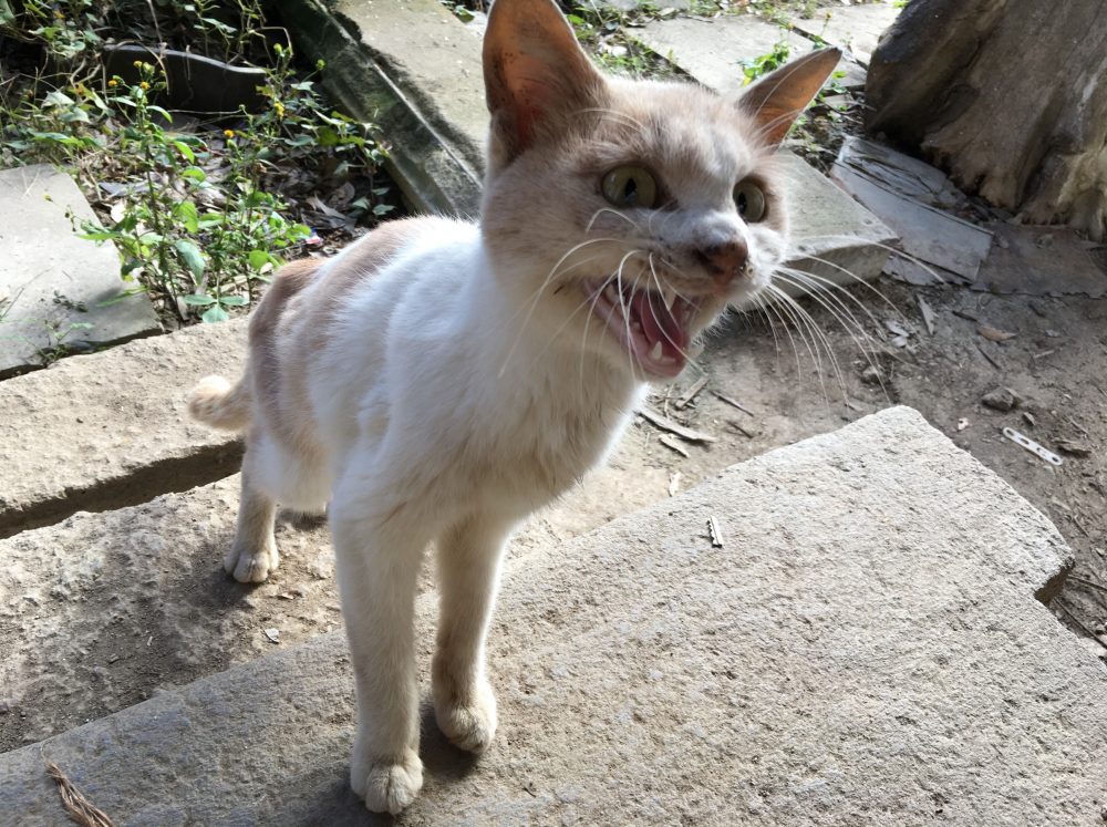 埼玉県で出会った、可愛い猫（ネコ）の画像 まとめ