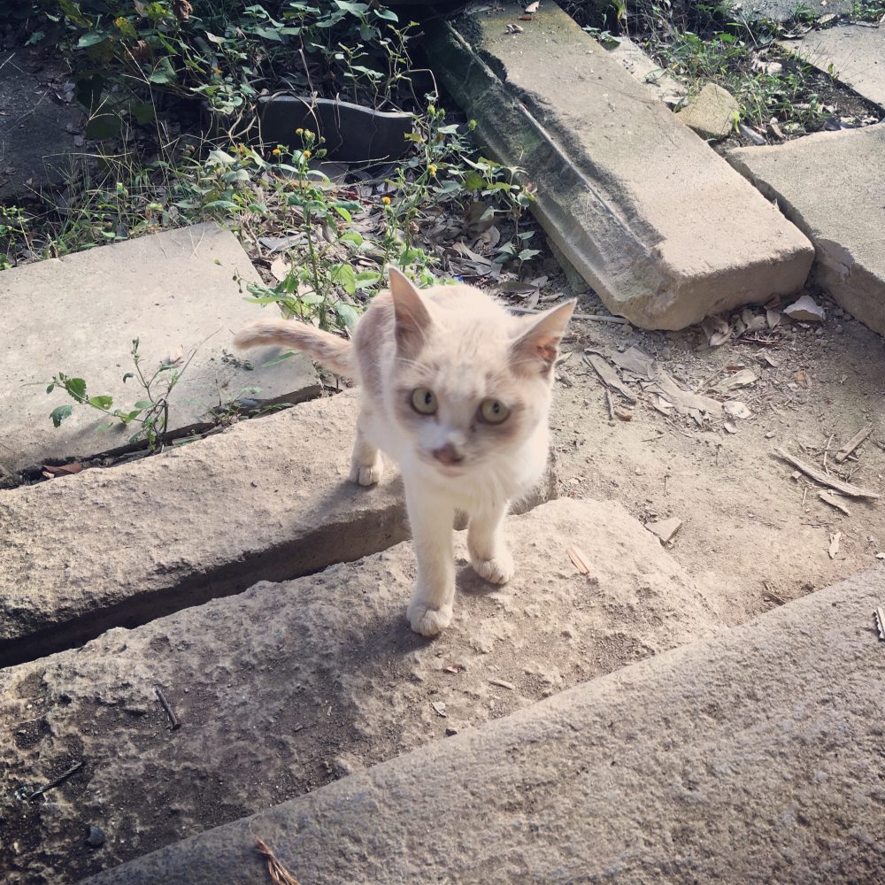 埼玉県で出会った、可愛い猫（ネコ）の画像 まとめ