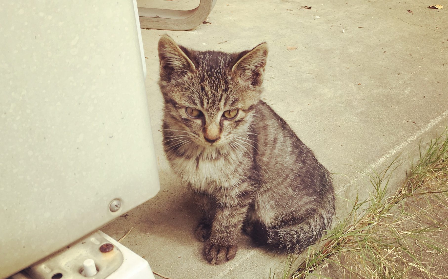 埼玉県で出会った、可愛い猫（ネコ）の画像 まとめ