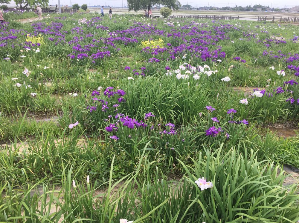 【埼玉県久喜市菖蒲】2017年 あやめ・ラベンダーのブルーフェスティバル