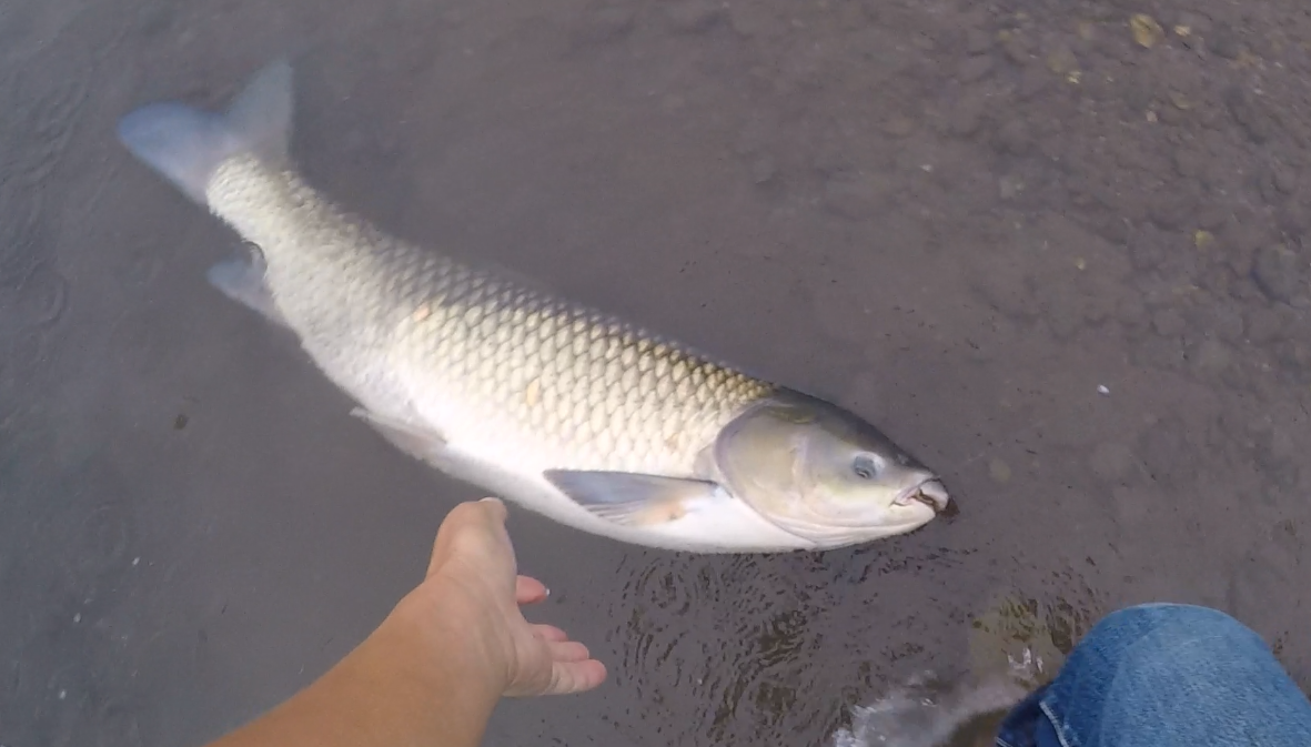 【草魚の釣り方】荒川で1mオーバーのソウギョを、草食なのにミミズで釣ってきた！画像あり