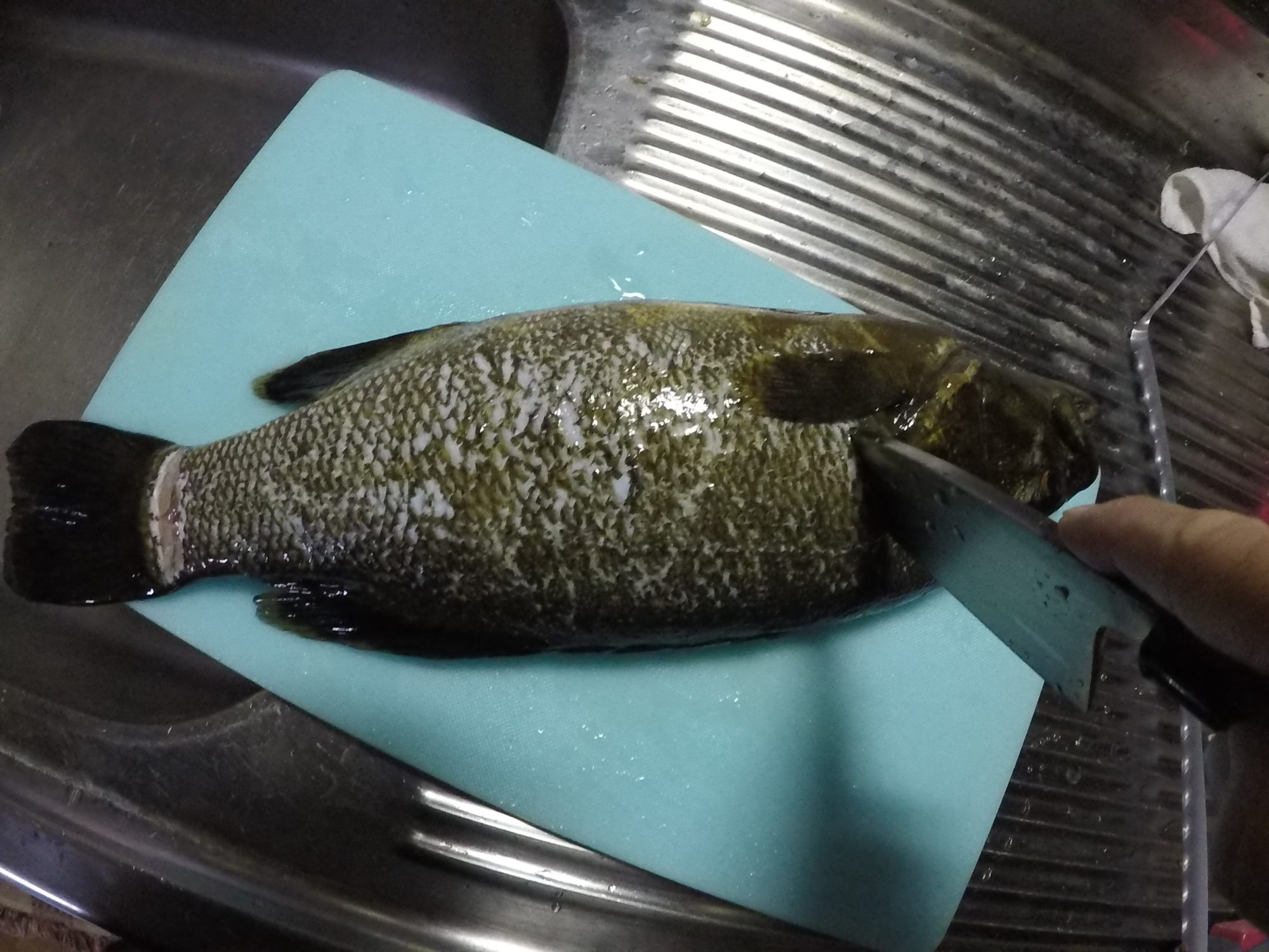 ブラックバス 料理 釣ったバスをフライにして食べてみた Akiraのブログ